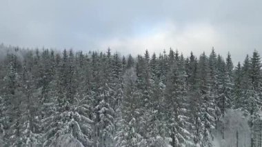 Kozalaklı orman kış dağları drone görüntüsü