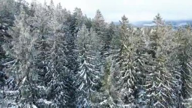 Kozalaklı orman kış dağları drone görüntüsü