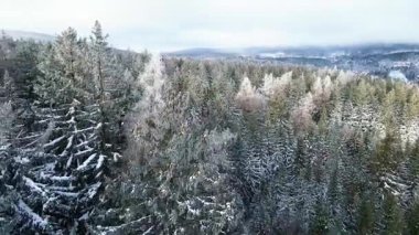 Kozalaklı orman kış dağları drone görüntüsü