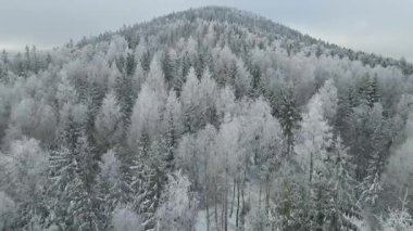 Kozalaklı orman kış dağları drone görüntüsü