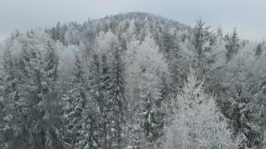 Kozalaklı orman kış dağları drone görüntüsü