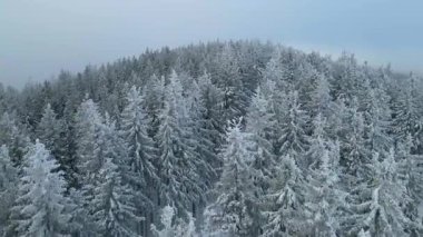 Kozalaklı orman kış dağları drone görüntüsü