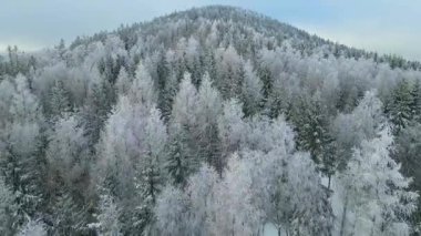 Kozalaklı orman kış dağları drone görüntüsü