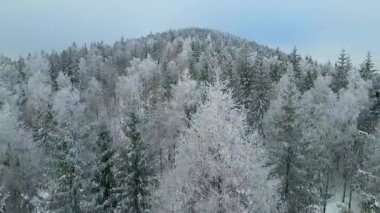 Kozalaklı orman kış dağları drone görüntüsü