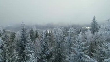 Kozalaklı orman kış dağları drone görüntüsü
