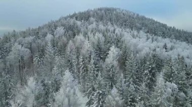 Kozalaklı orman kış dağları drone görüntüsü