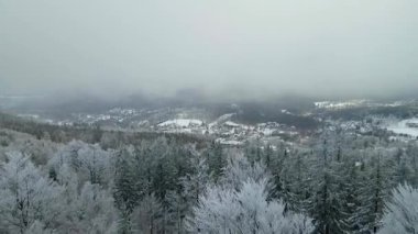 Kozalaklı orman kış dağları drone görüntüsü