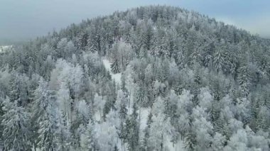 Kozalaklı orman kış dağları drone görüntüsü