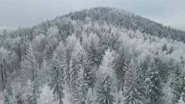 Kozalaklı orman kış dağları drone görüntüsü