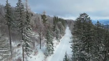 Kozalaklı orman kış dağları drone görüntüsü