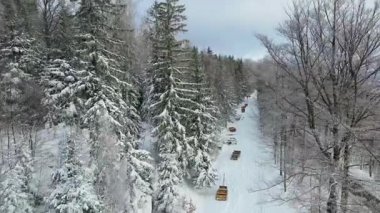 Kozalaklı orman kış dağları drone görüntüsü