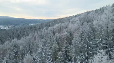 Kozalaklı orman kış dağları drone görüntüsü