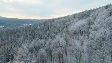 Kozalaklı orman kış dağları drone görüntüsü