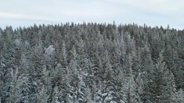 Kozalaklı orman kış dağları drone görüntüsü