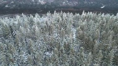 Kozalaklı orman kış dağları drone görüntüsü