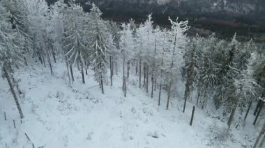 Kozalaklı orman kış dağları drone görüntüsü