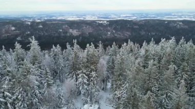 Kozalaklı orman kış dağları drone görüntüsü