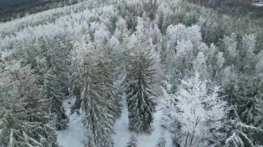 Kozalaklı orman kış dağları drone görüntüsü