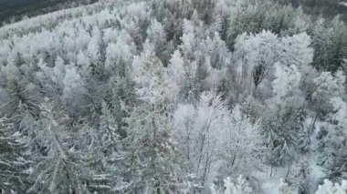 Kozalaklı orman kış dağları drone görüntüsü