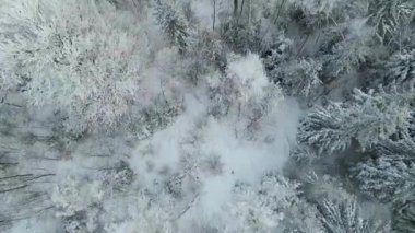Kozalaklı orman kış dağları drone görüntüsü