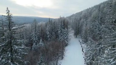 Kozalaklı orman kış dağları drone görüntüsü