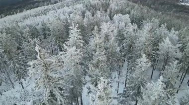 Kozalaklı orman kış dağları drone görüntüsü