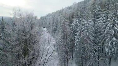 Kozalaklı orman kış dağları drone görüntüsü