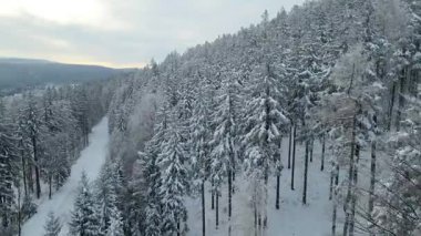 Kozalaklı orman kış dağları drone görüntüsü