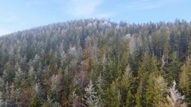 Kozalaklı orman kış dağları drone görüntüsü