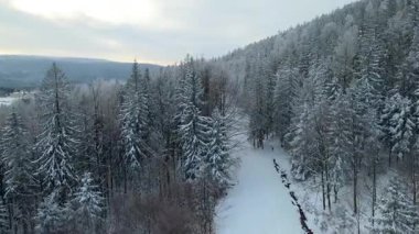 Kozalaklı orman kış dağları drone görüntüsü