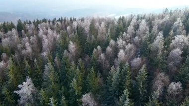 Orman dağları İHA uçuşları