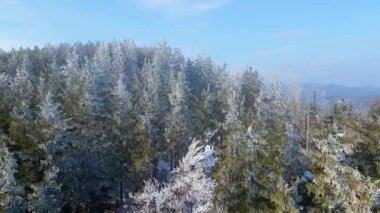 Buz dağları orman dronu kış karını görür