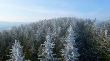 Buz dağları orman dronu kış karını görür