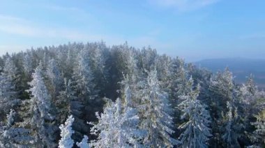 Buz dağları orman dronu kış karını görür