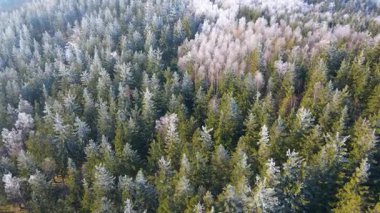 Buz dağları orman dronu kış karını görür