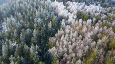 Buz dağları orman dronu kış karını görür