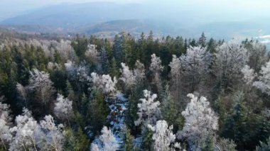 Buz dağları orman dronu kış karını görür