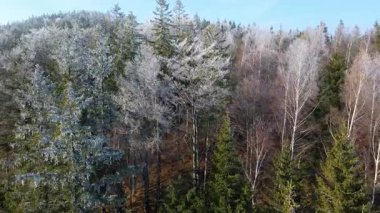 Buz dağları orman dronu kış karını görür