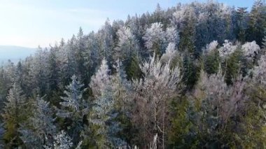 Buz dağları orman dronu kış karını görür