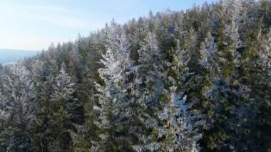 Buz dağları orman dronu kış karını görür