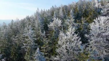Buz dağları orman dronu kış karını görür