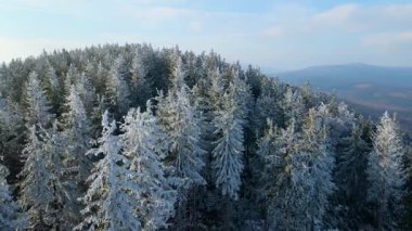 Buz dağları orman dronu kış karını görür