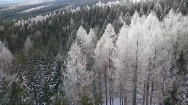 Buz dağları orman dronu kış karını görür