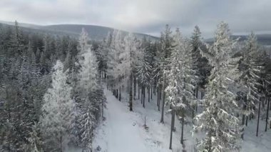Buz dağları orman dronu kış karını görür