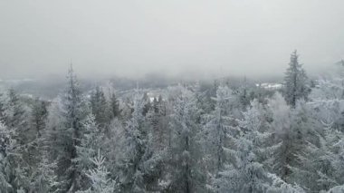 Buz dağları orman dronu kış karını görür