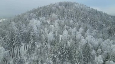 Buz dağları orman dronu kış karını görür