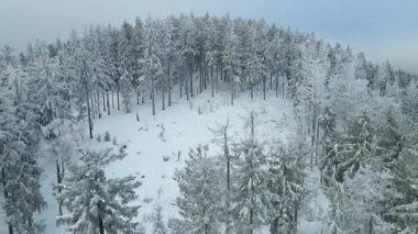 Buz dağları orman dronu kış karını görür