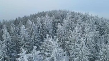 Buz dağları orman dronu kış karını görür