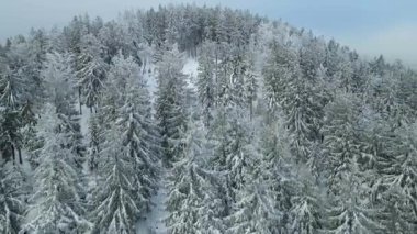 Buz dağları orman dronu kış karını görür
