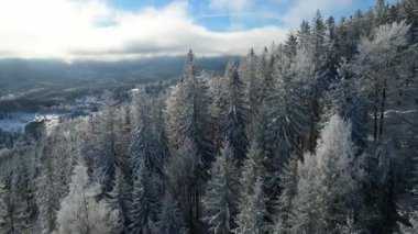 Buz dağları orman dronu kış karını görür